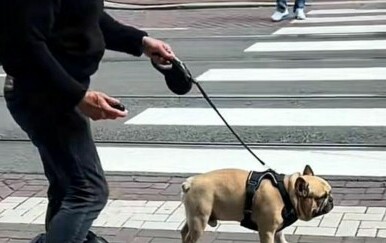 Pogledajte prizor koji je zaustavio prolaznike: Je li ovo najčudnija šetnja psa koju ste ikad vidjeli?
