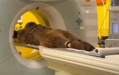 Medvjed Okan na CT-u