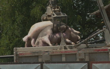 Afrička svinjska kuga