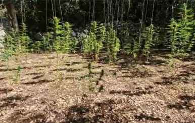 Plantaža marihuane Zaostrog