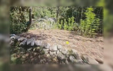 Plantaža marihuane - 1