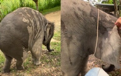 Mali slon u igri s čuvarom