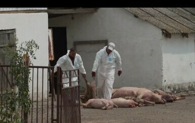 Afrička svinjska kuga se širi - 5