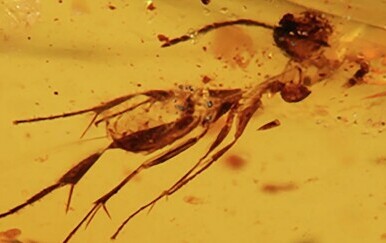 FOTO Izgubljeni svijet u smoli: Jantar star 112 milijuna godina otkrio kukce iz doba dinosaura