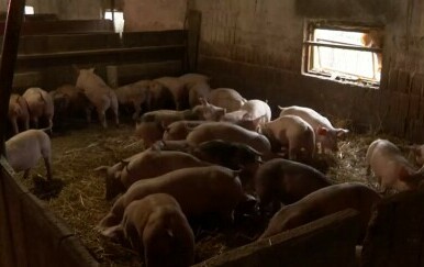 Širi se Afrička svinjska kuga - 4
