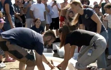 Prvo gnijezdo glavatih želva u Hrvatskoj - 2