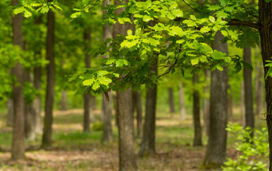 Hrastova šuma, ilustracija