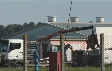 Eutanazija svinja na farmi Sokolovac - 3