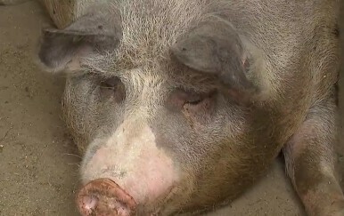 Nastavak eutanazije - 2