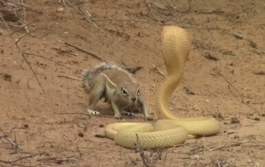 Vjeverica protiv kobre