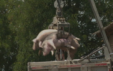 Afrička svinjska kuga - 2