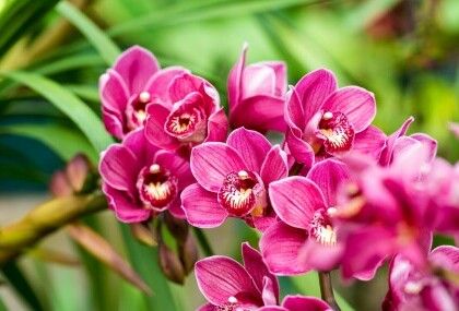 Orhideja naslovna