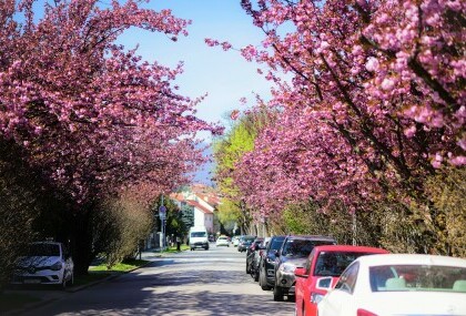 Raskošne krošnje japanske trešnje u zagrebačkoj Šulekovoj ulici