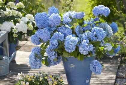 Plave hortenzije