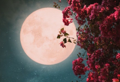 Ružičasti Mjesec