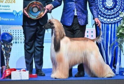 Ženka afganistanskog hrta proglašena je najljepšim psom na svijetu