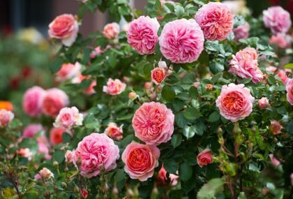 Ruže čajevke jedne su od najzahvalnijih za uzgoj