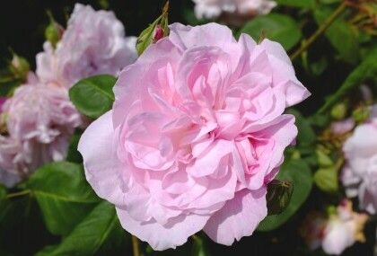 Sorta ruže 'Fantin Latour'
