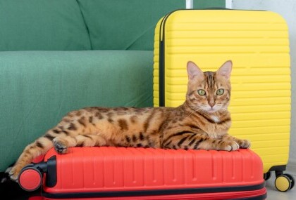Mačka na kovčegu