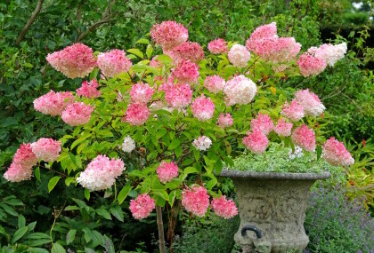 Hortenzija paniculata Vanille