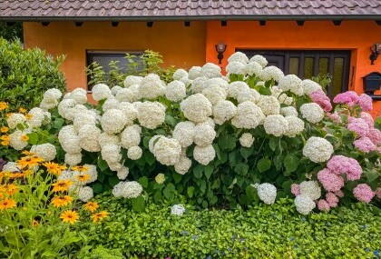 Hortenzija Annabelle