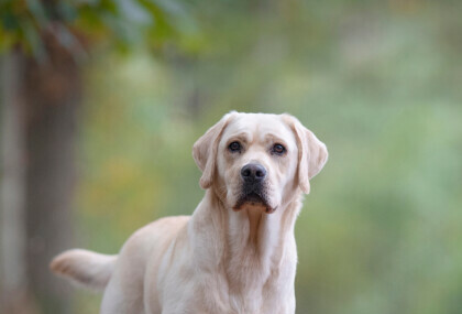 Labrador retriver