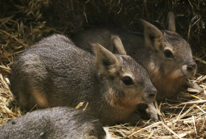 Mladunci mara iz zoo vrta Zagreb lijepo napreduju - 2