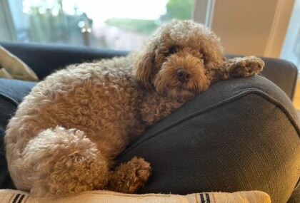 Lagotto romagnolo