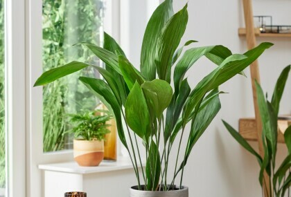 Aspidistra