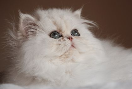 Perzijska mačka jedna je od najstarijih pasmina na svijetu - 3