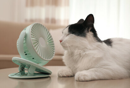 Mačka se hladi ispred ventilatora