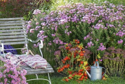 Aster