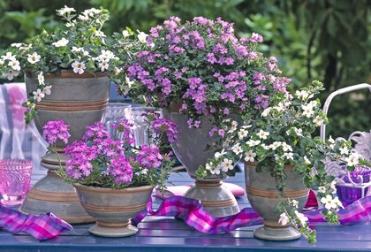 Ljetni cvijet bakopa divan je izbor za uređenje balkona - 4