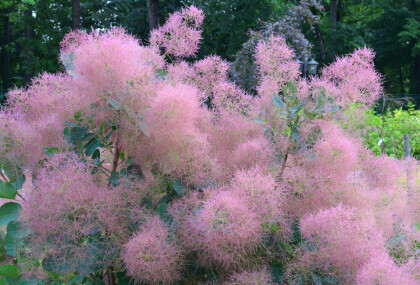 Rujevina je listopadni grm s delikatnim paperjastim cvjetovima koji dolaze u nekoliko boja - 6
