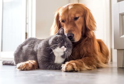 Mačka i pas