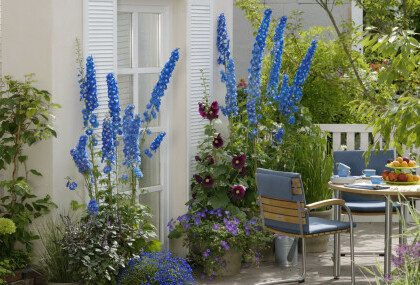 Kokotić je jedan od najimpresivnijih cvjetova u vrtu, a može narasti do 180 centimetara - 8