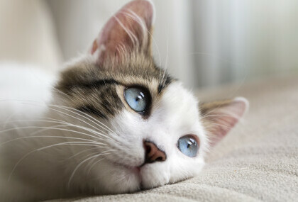 Mačke imaju odličan periferni vid od 200 stupnjeva, dok kod ljudi on iznosi 180 stupnjeva