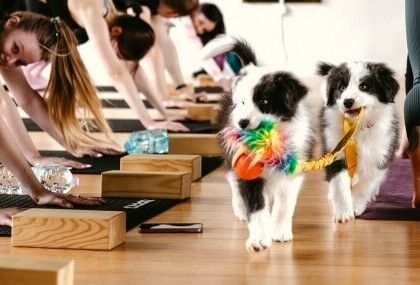 Paw Yoga
