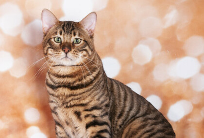 Toyger