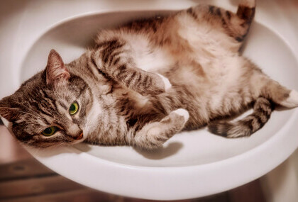 Maca leži u umivaoniku