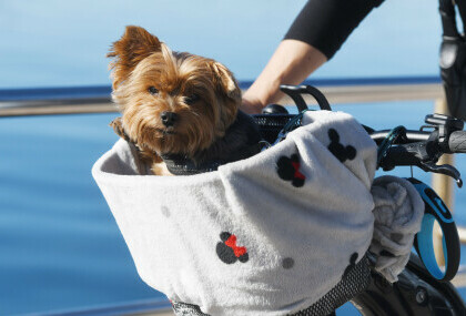 Psić Rafo iz Šibenika uživa u vožnji biciklom sa svojom vlasnicom Andreom - 4