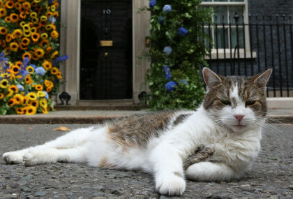 Mačak Larry maskota je Kabinetskog ureda Ujedinjenog Kraljevstva Velike Britanije i Sjeverne Irske - 10