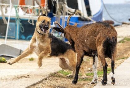 Neobično prijateljstvo u Puli između psa, ovčarke Lee i koze Anke-Porculanke - 9