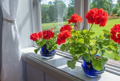 Pelargonije