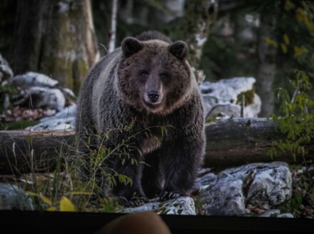 CroMedo, fotolov na medvjede i druge divlje životinje u Gorskom kotaru - 6