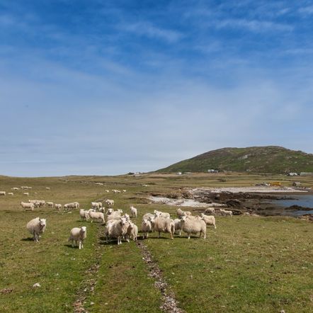 Otok Bardsey, Wales - 1