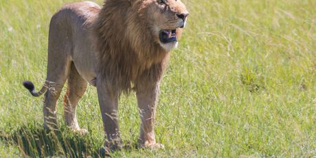 Safari u Keniji - 1