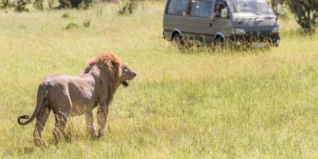 Safari u Keniji - 7