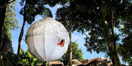Cocoon Tree - 6