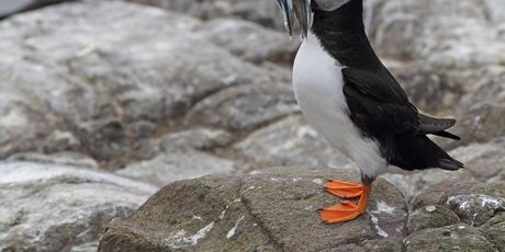 Puffin